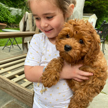 Load image into Gallery viewer, Sea Shells